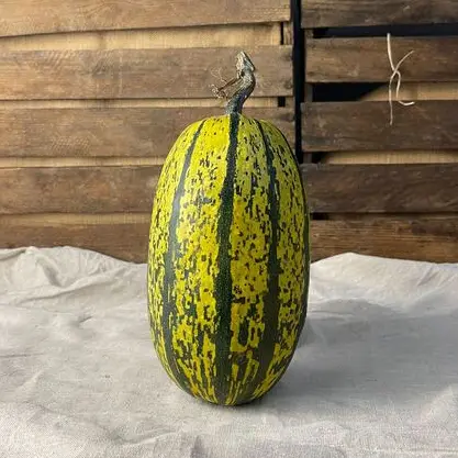 Spaghettipumpa ca 2 kg EKO